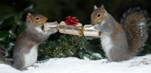 Xmas squirrles and crackers