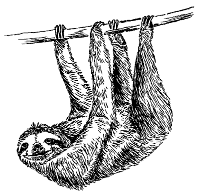 Sloths not slothful?