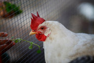 Breaking News from Brooklyn: Chickens Trigger Nimby Battle
