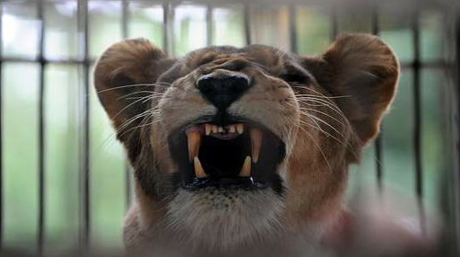 Feared "Essex Lion" turns out to be cat
