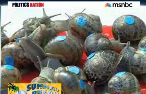 Even Al Sharpton is into Snail Racing