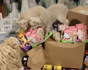 Breaking News: Sheep's Easter Egg Hunt