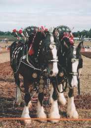 Ploughhorses