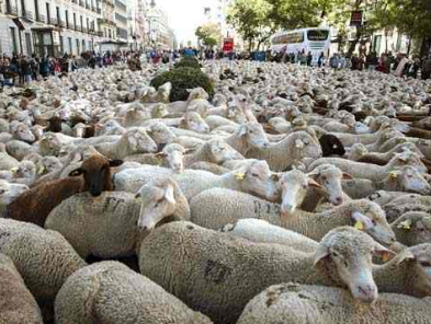 Running of the Sheep—in Madrid—better for us than bulls in Pamplona