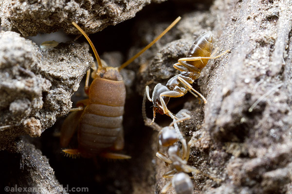 rock flip ant cricket2